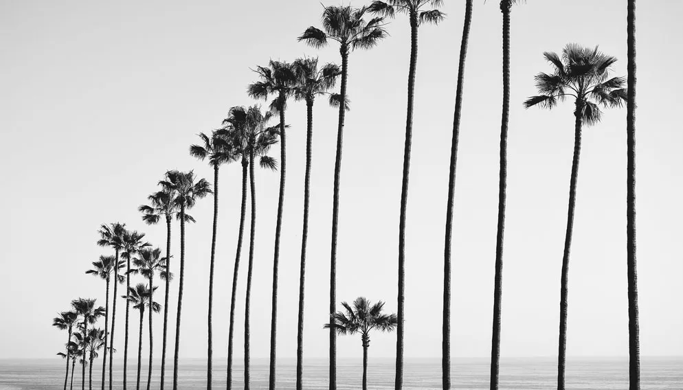 Contact page background; California palm trees